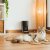 Cecotec Automatisk mater Pumba 6000 Purrfect Meal Smart Vision 6 L Svart Rustfritt stål
