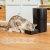 Cecotec Automatisk mater Pumba 6000 Purrfect Meal Smart Vision 6 L Svart Rustfritt stål