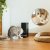 Cecotec Automatisk mater Pumba 6000 Purrfect Meal Smart Vision 6 L Svart Rustfritt stål
