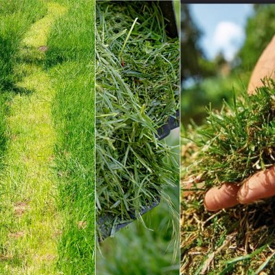 Cecotec Batteridrevet Gressklipper Brushless E7 Liberty Z Plus 20V 43cm 45L 3i1 blå